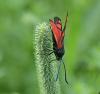 Zygaena sp.